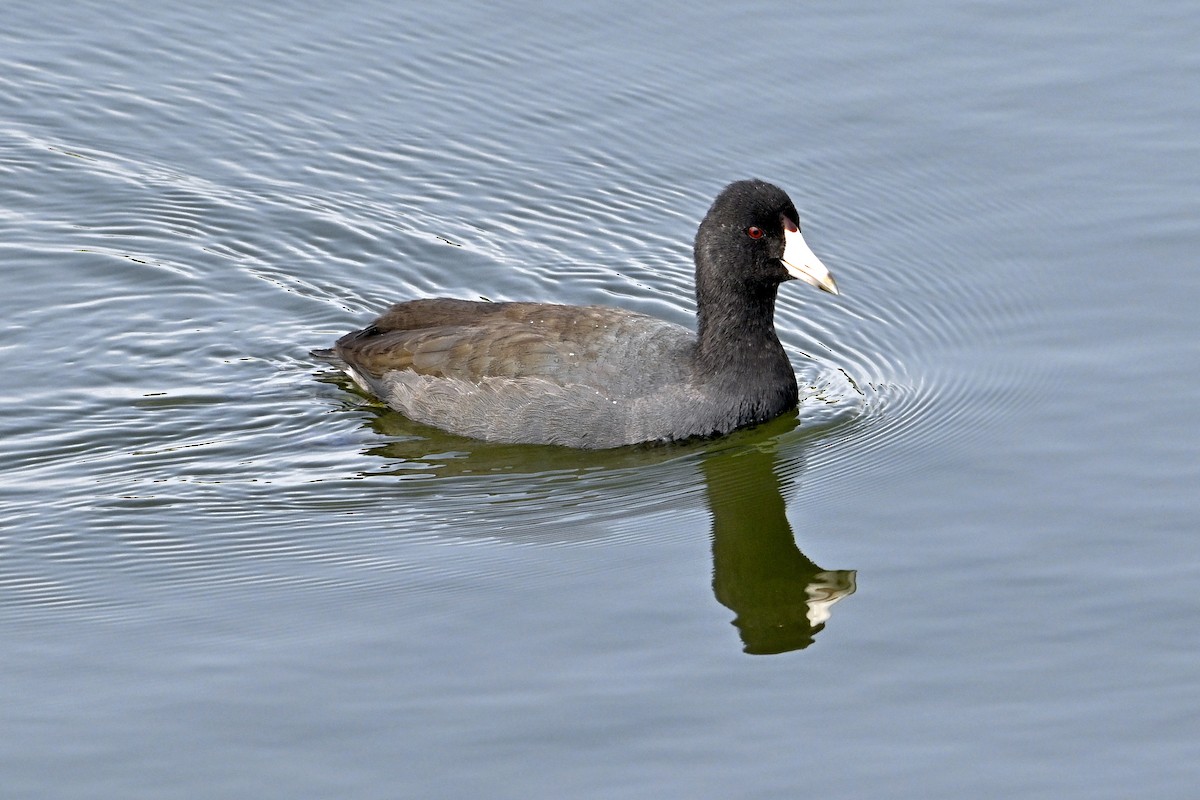American Coot - ML642085020