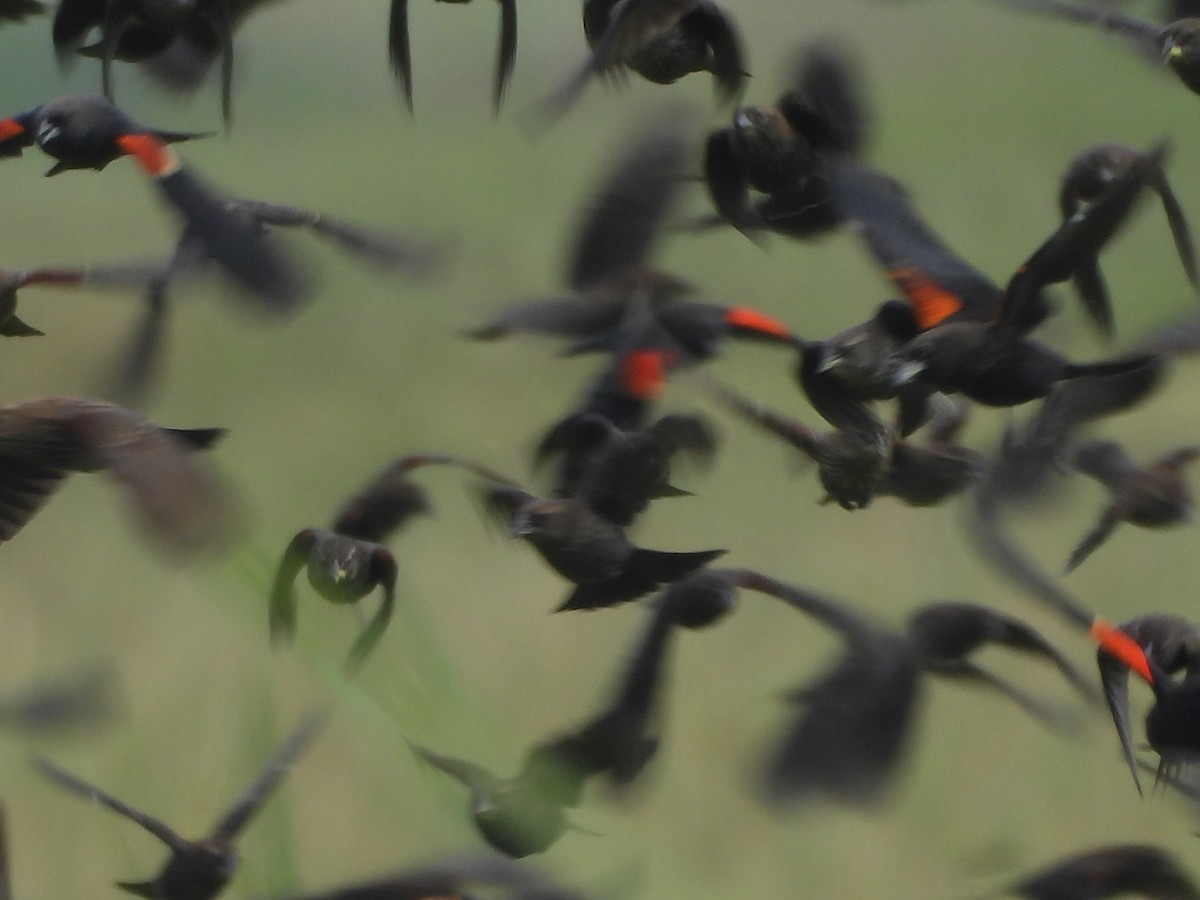 Red-winged Blackbird - ML642085022