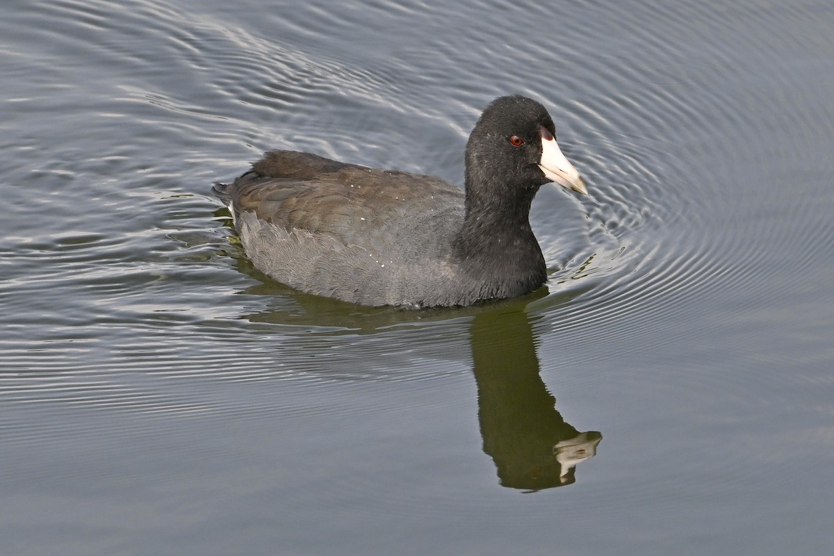 American Coot - ML642085023