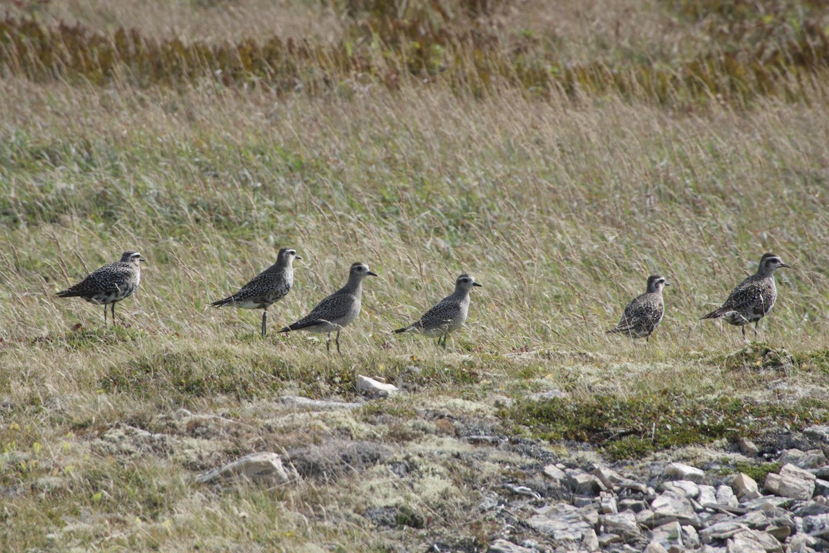 Black-bellied Plover - ML642085039