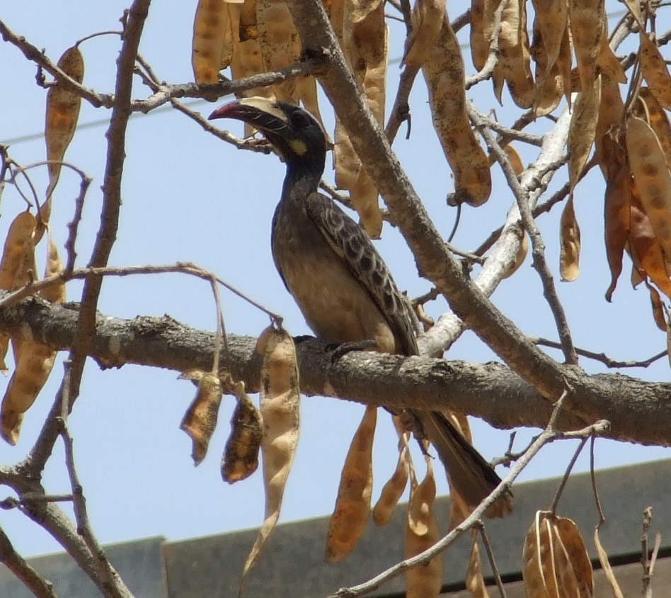 African Gray Hornbill - ML642085047