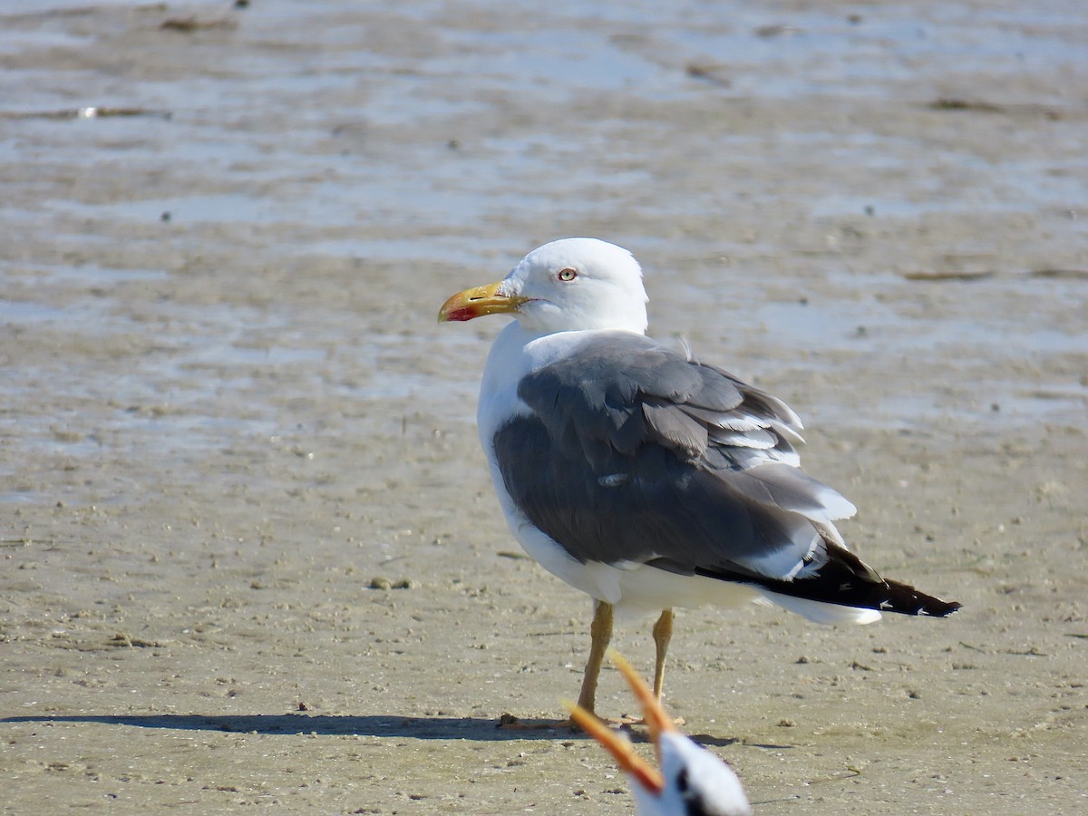 Lesser Black-backed Gull (graellsii) - ML642085065