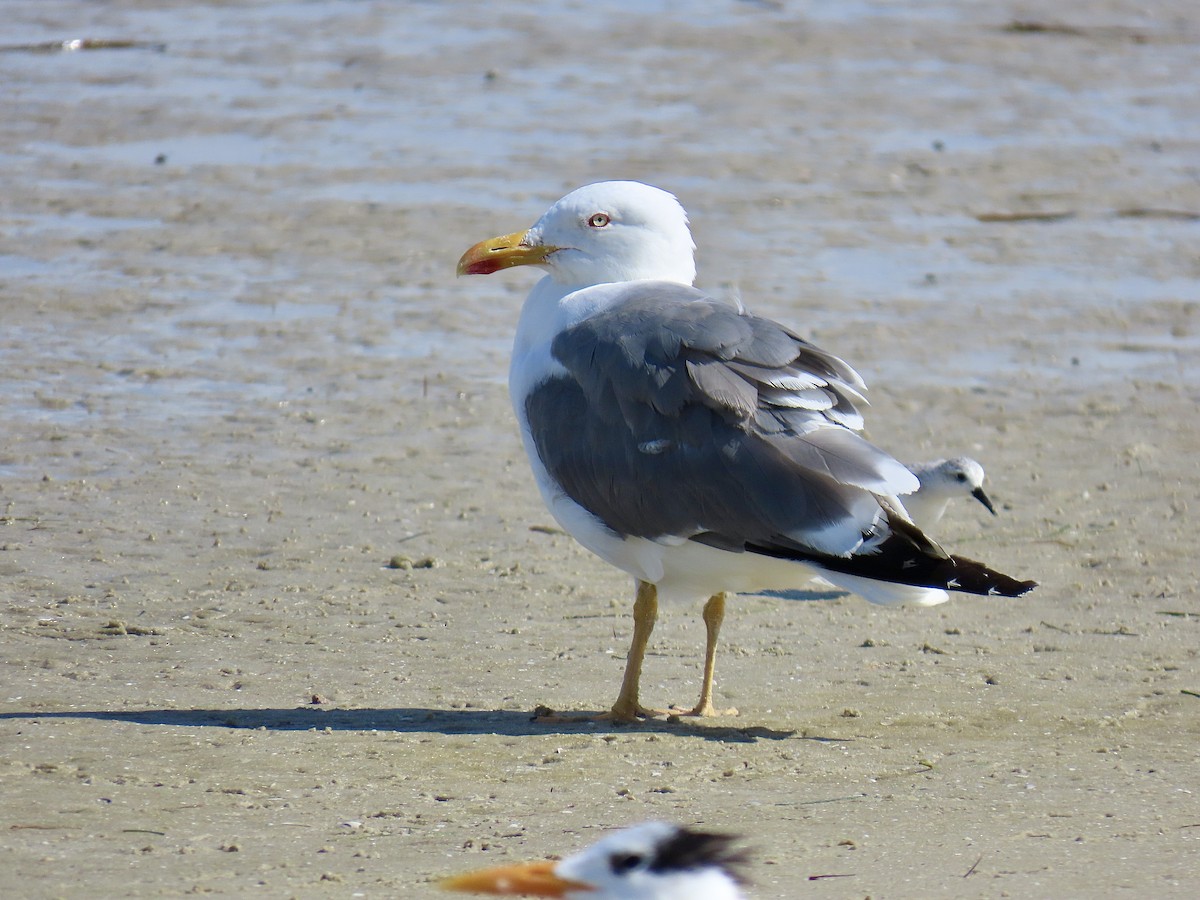 Lesser Black-backed Gull (graellsii) - ML642085066