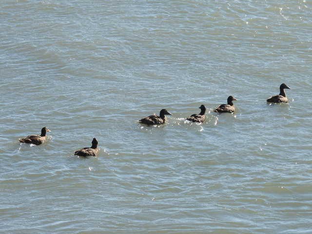 Common Eider - ML642085076