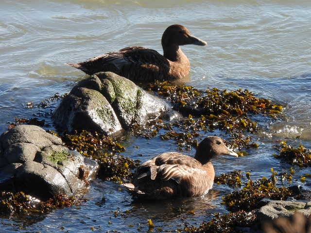 Common Eider - ML642085077