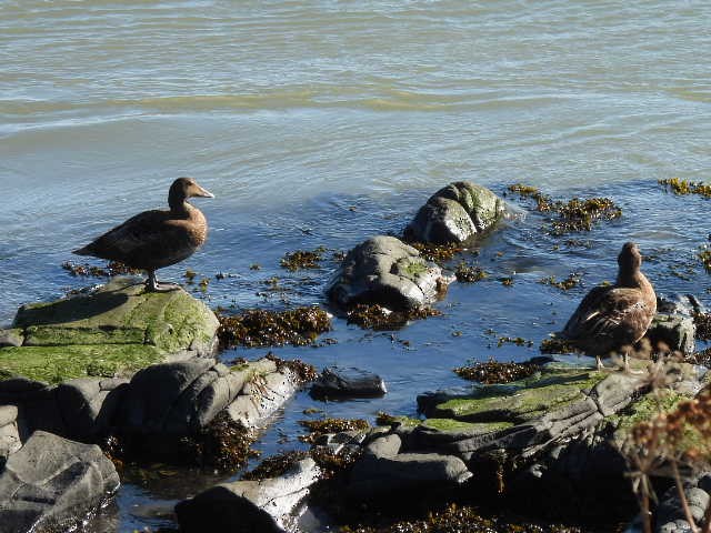 Common Eider - ML642085078
