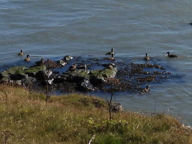 Common Eider - ML642085079