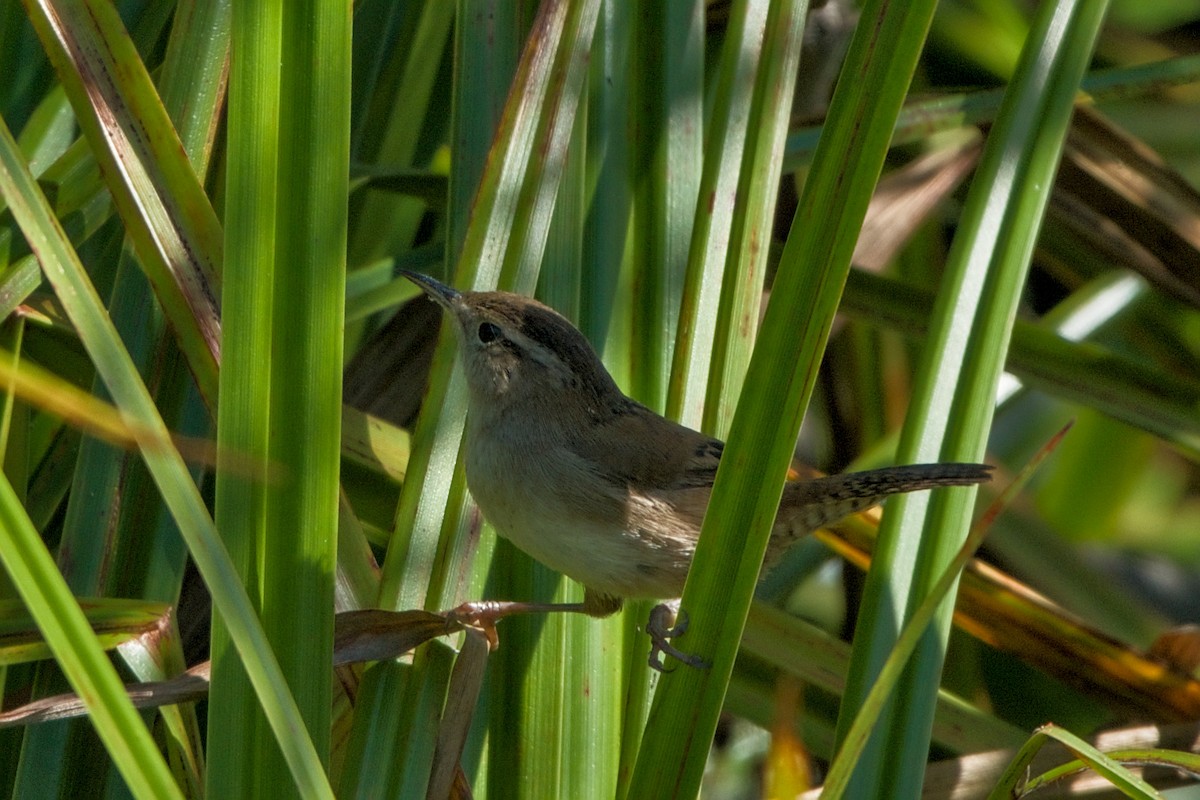 Marsh Wren - ML642085084
