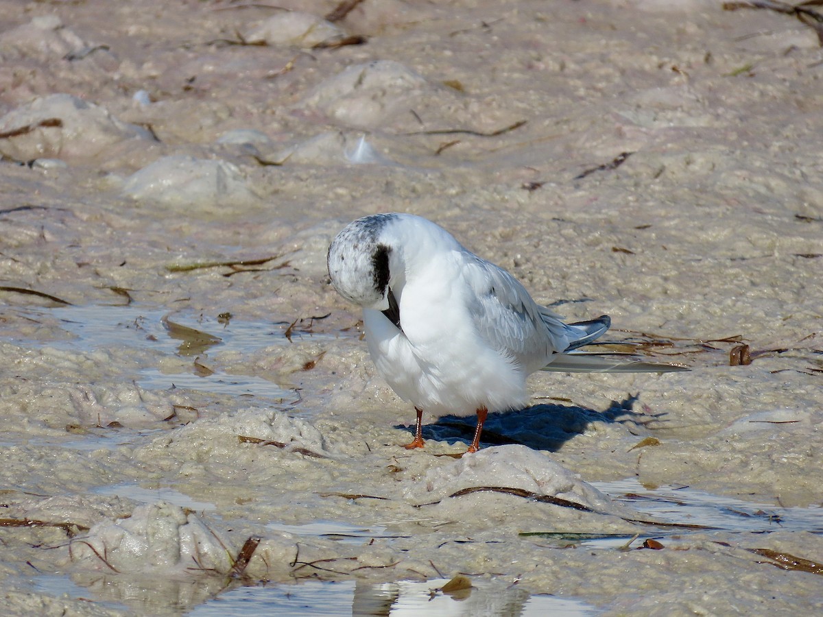 Forster's Tern - ML642085086