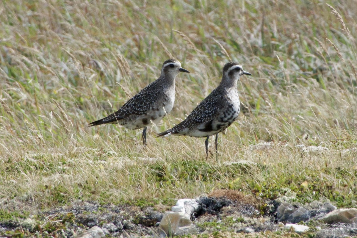 Black-bellied Plover - ML642085087
