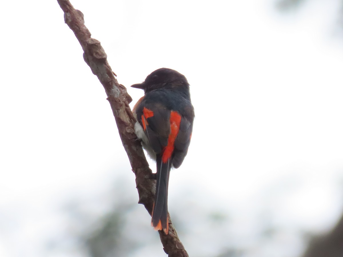 Flores Minivet - ML642085088