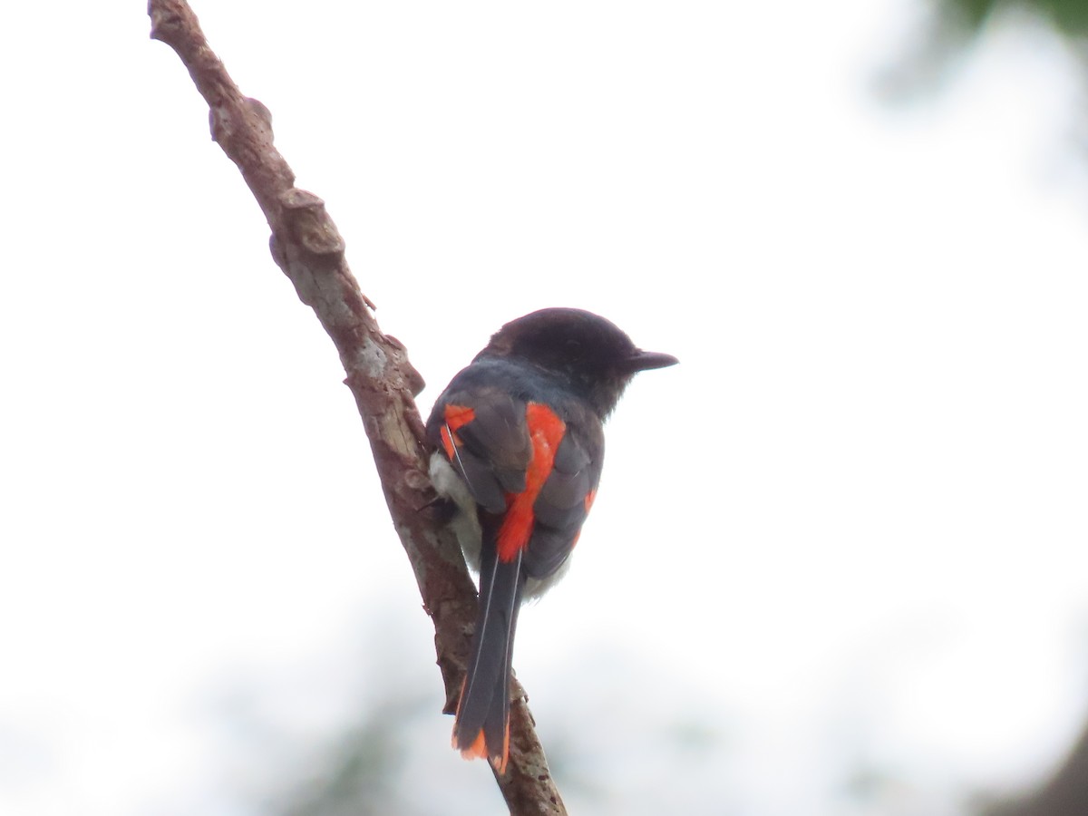 Flores Minivet - ML642085089