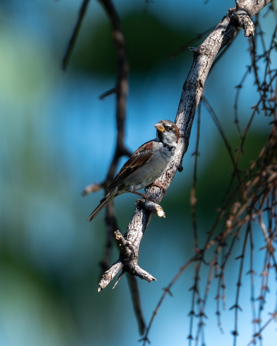 House Sparrow - ML642085100