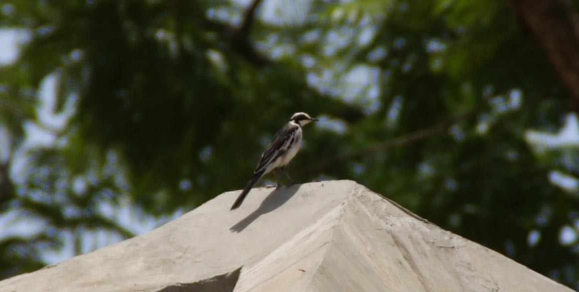 African Pied Wagtail - ML642085104