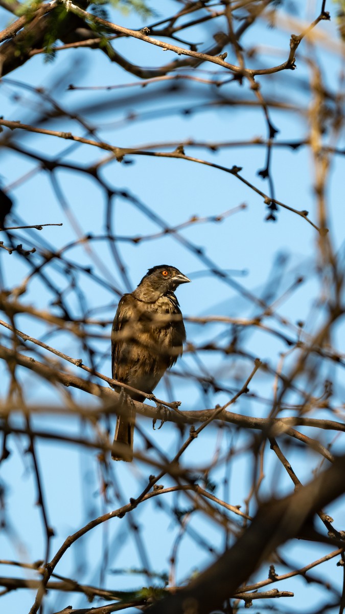Bronzed Cowbird - ML642085109