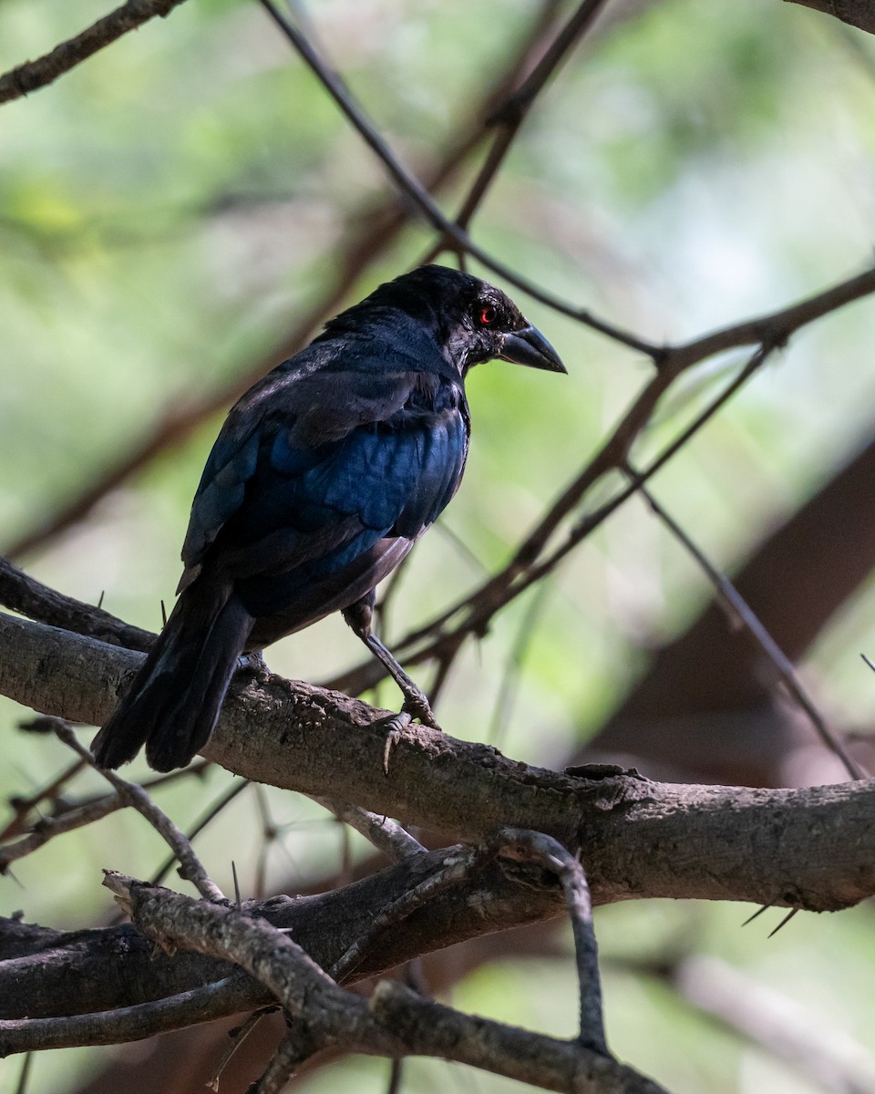 Bronzed Cowbird - ML642085110
