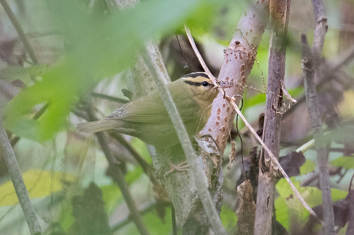 フタスジアメリカムシクイ - ML642085131