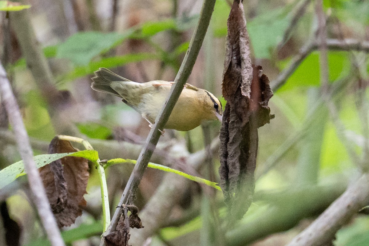 フタスジアメリカムシクイ - ML642085133