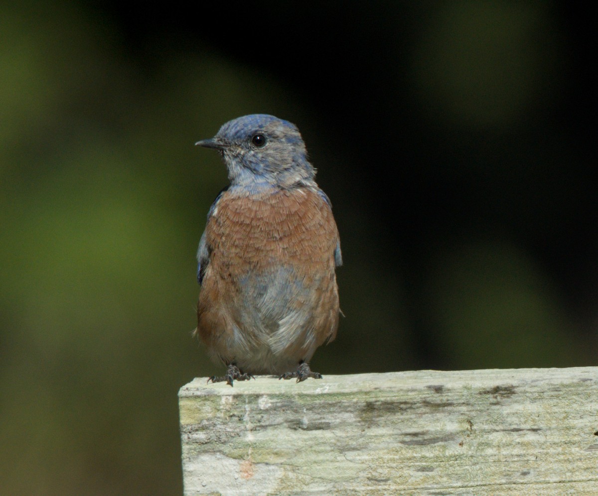 Western Bluebird - ML642085143