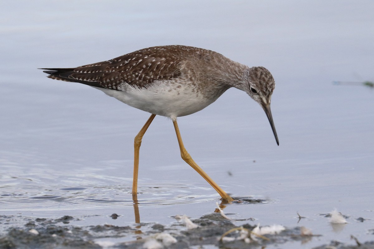 gulbeinsnipe - ML642085148