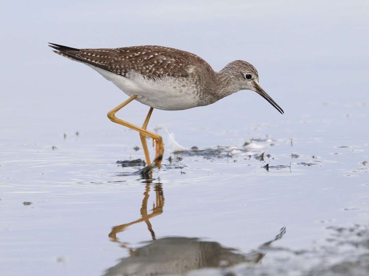 gulbeinsnipe - ML642085149