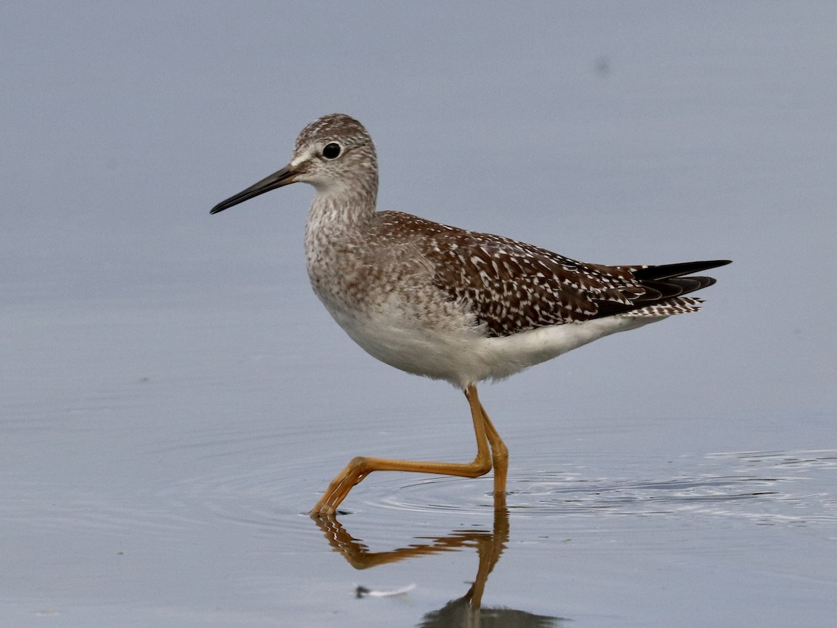 gulbeinsnipe - ML642085150