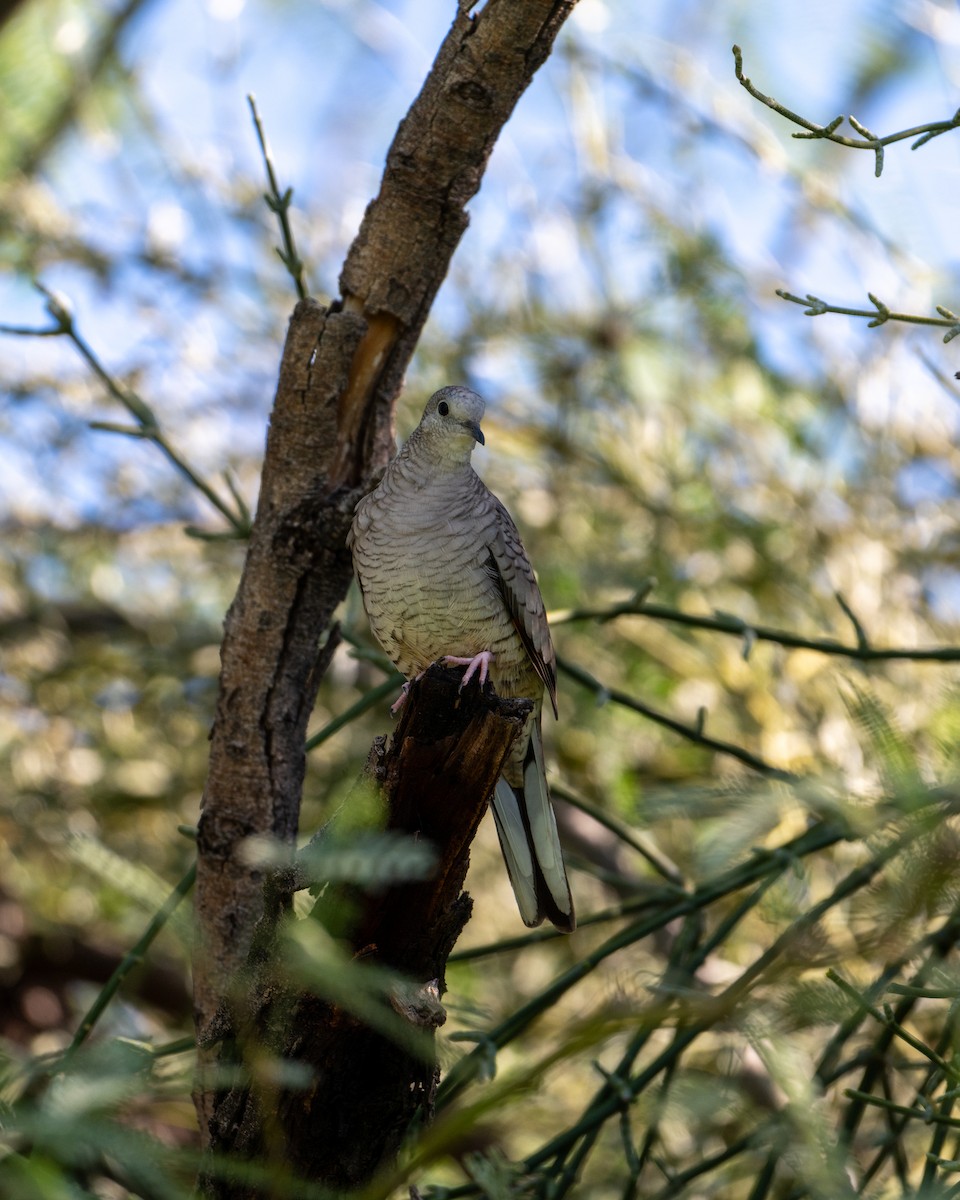 Inca Dove - ML642085151