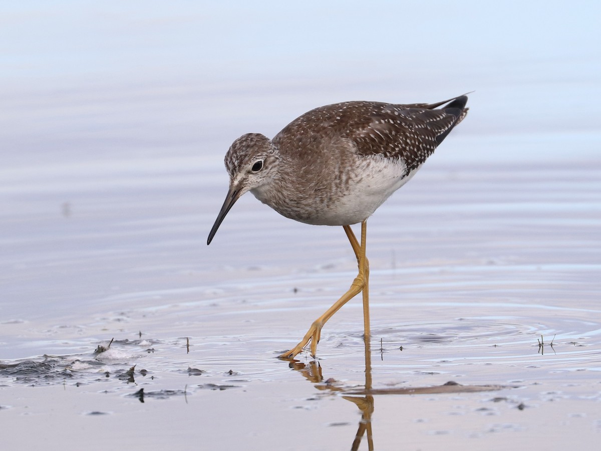 gulbeinsnipe - ML642085155