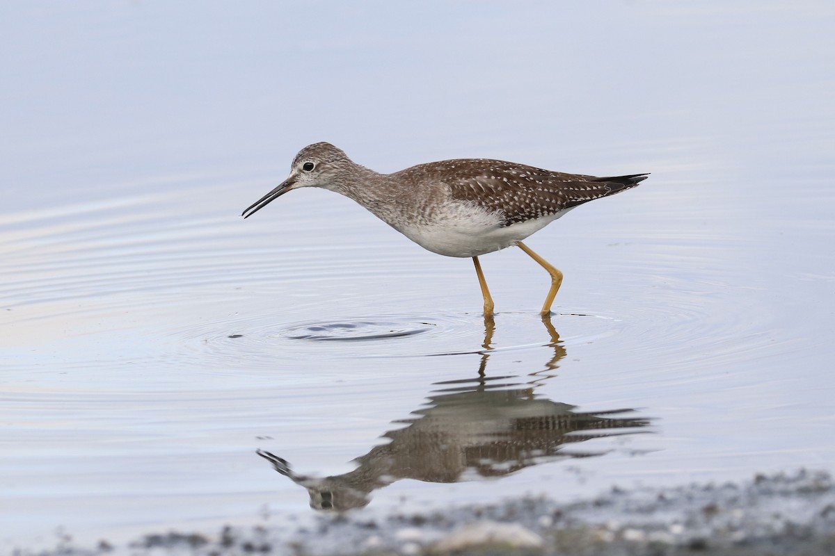 gulbeinsnipe - ML642085156