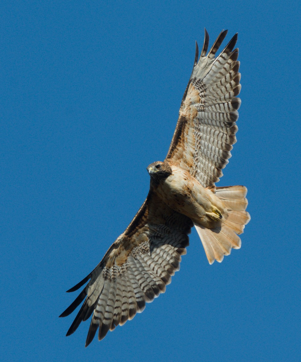 Red-tailed Hawk - ML642085167
