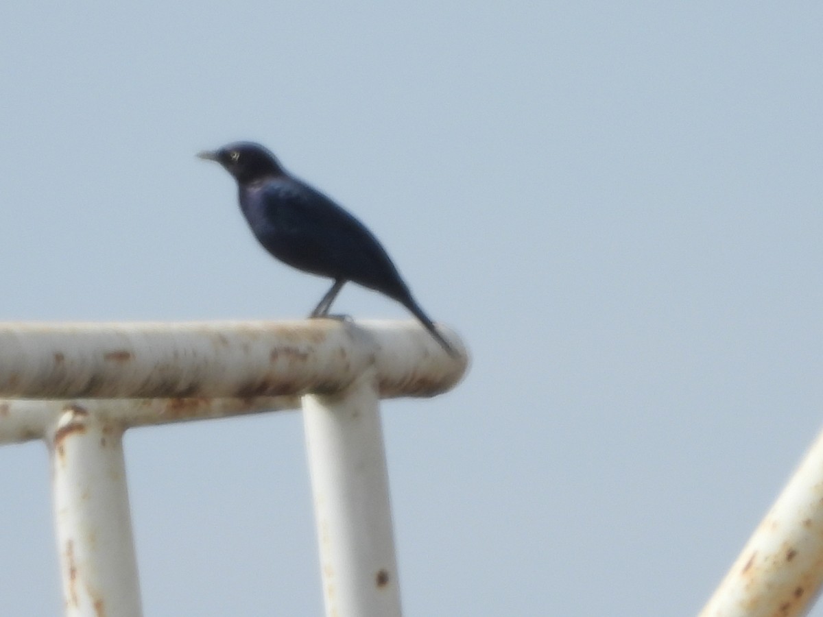 Brewer's Blackbird - ML642085174