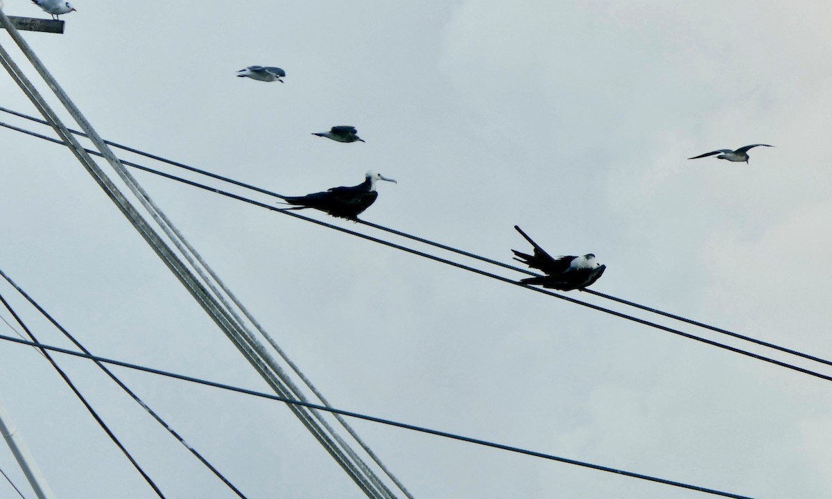 Magnificent Frigatebird - ML642085176
