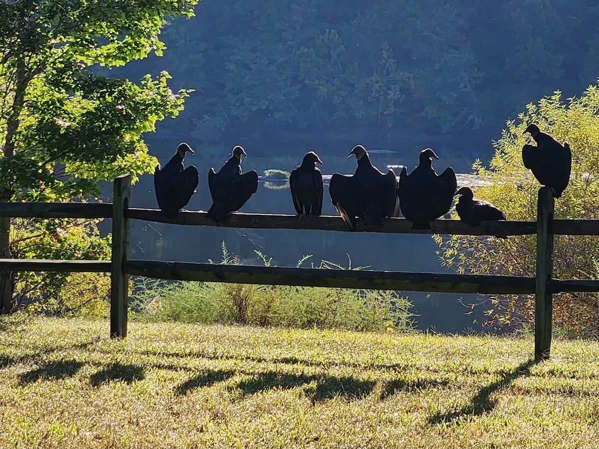 Black Vulture - ML642085180