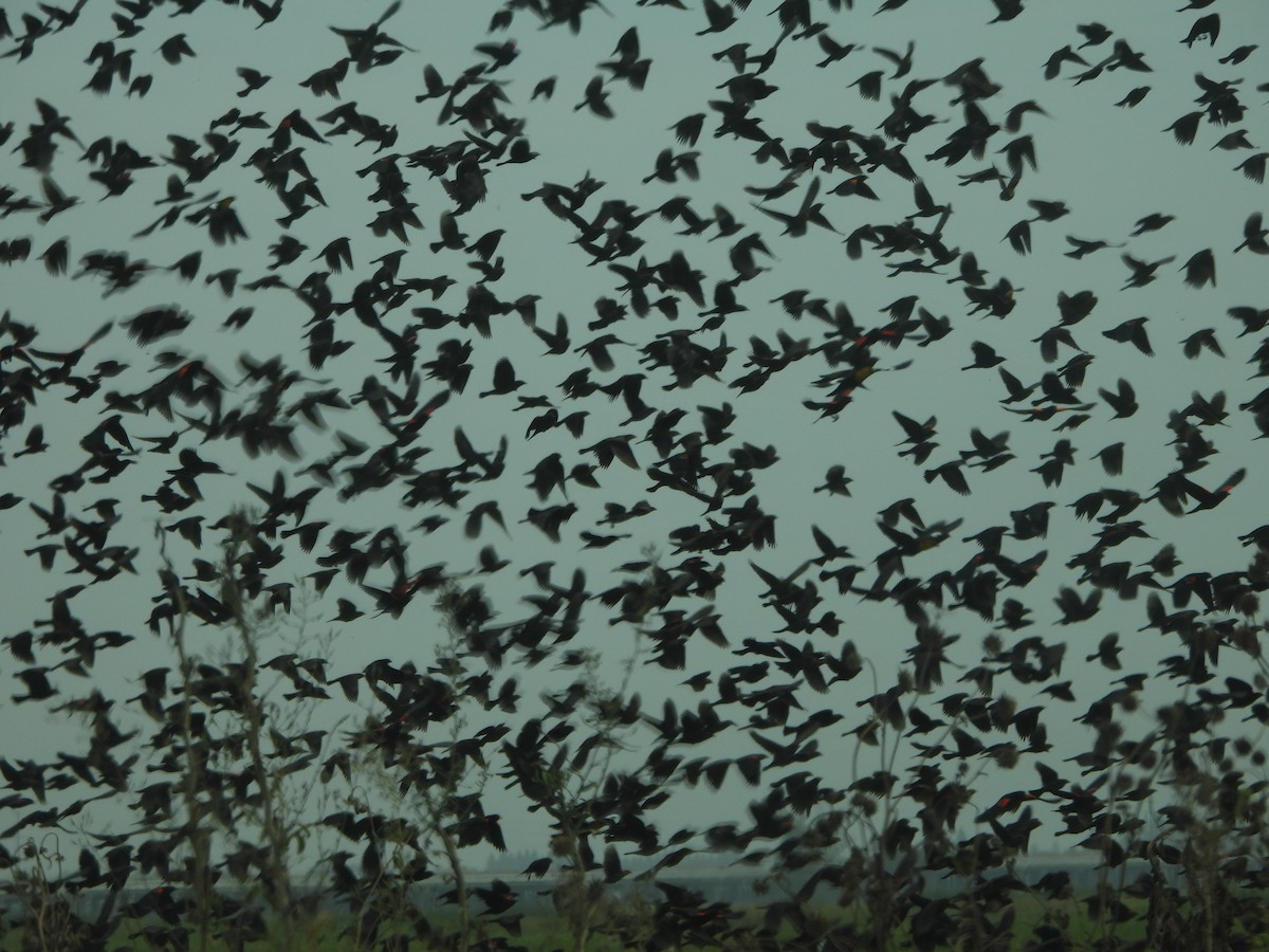 Red-winged Blackbird - ML642085185