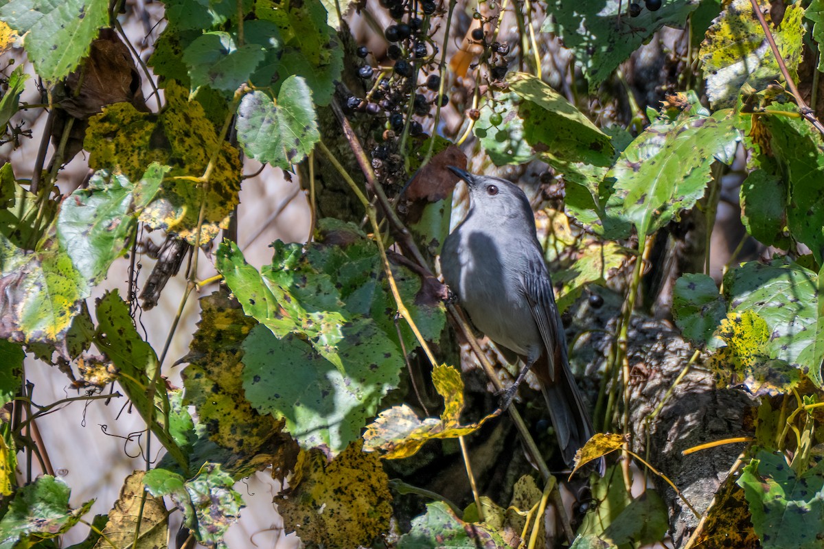 Gray Catbird - ML642085206