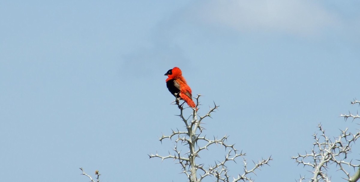 Northern Red Bishop - ML642085207