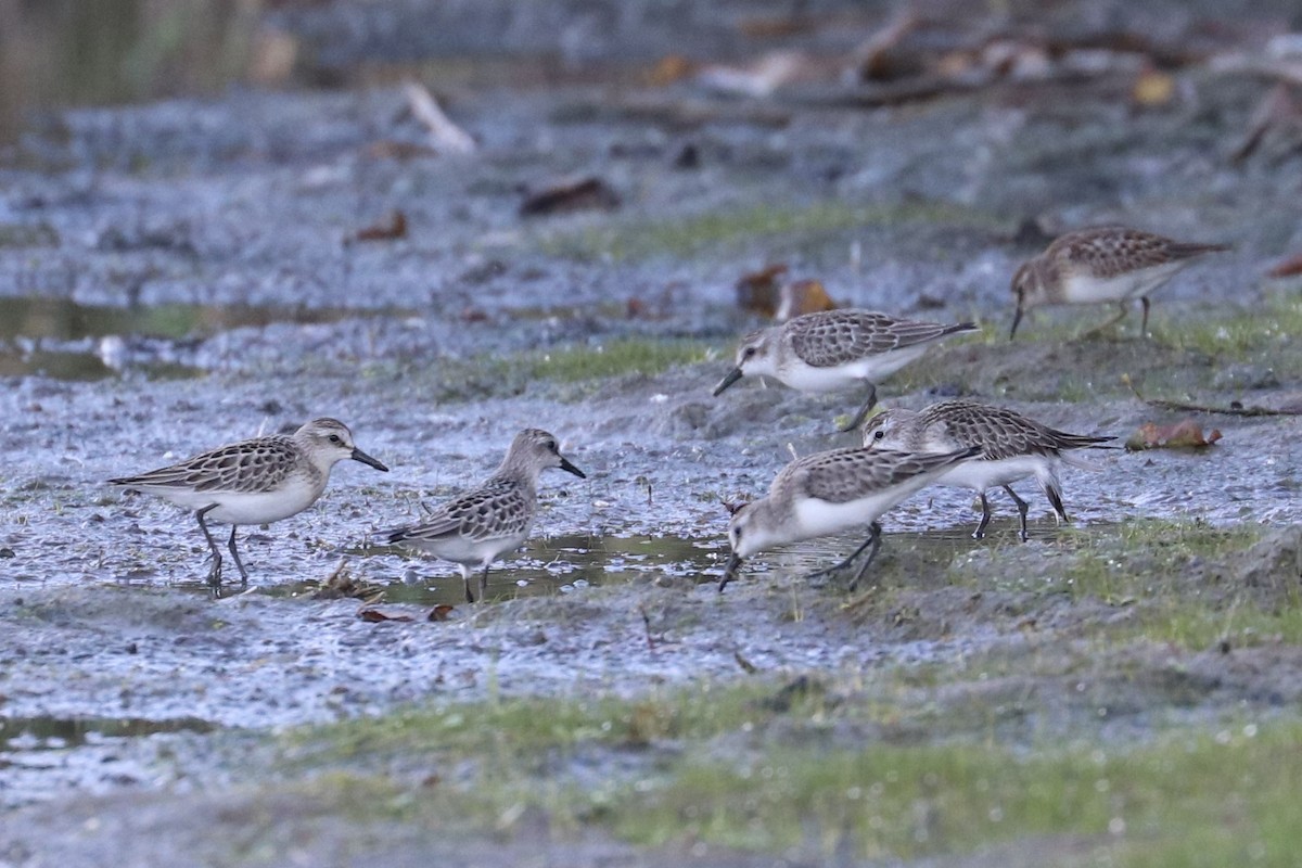 sandsnipe - ML642085210