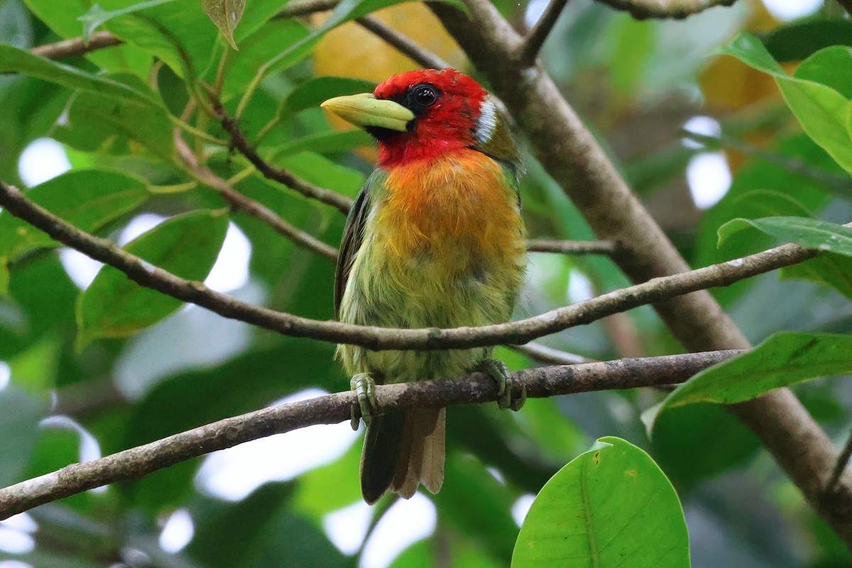 Red-headed Barbet - ML642085211