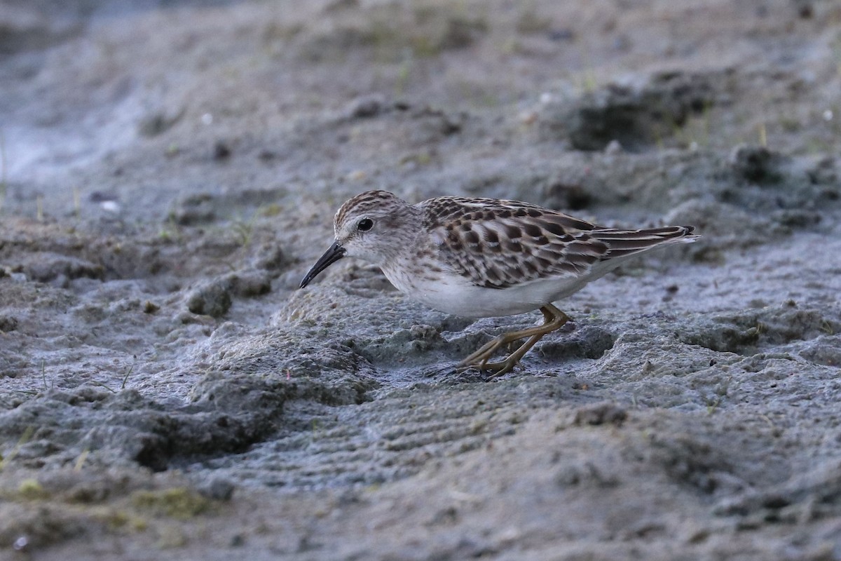 pygmésnipe - ML642085222