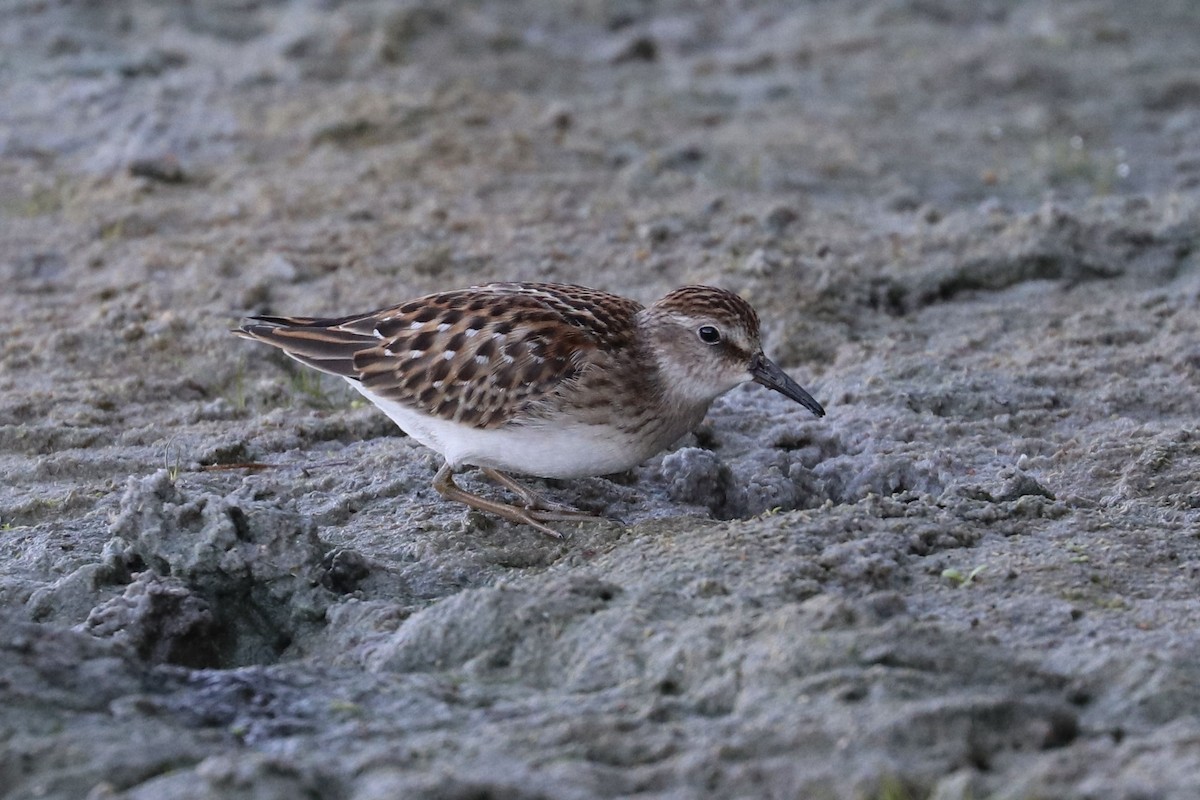 pygmésnipe - ML642085223