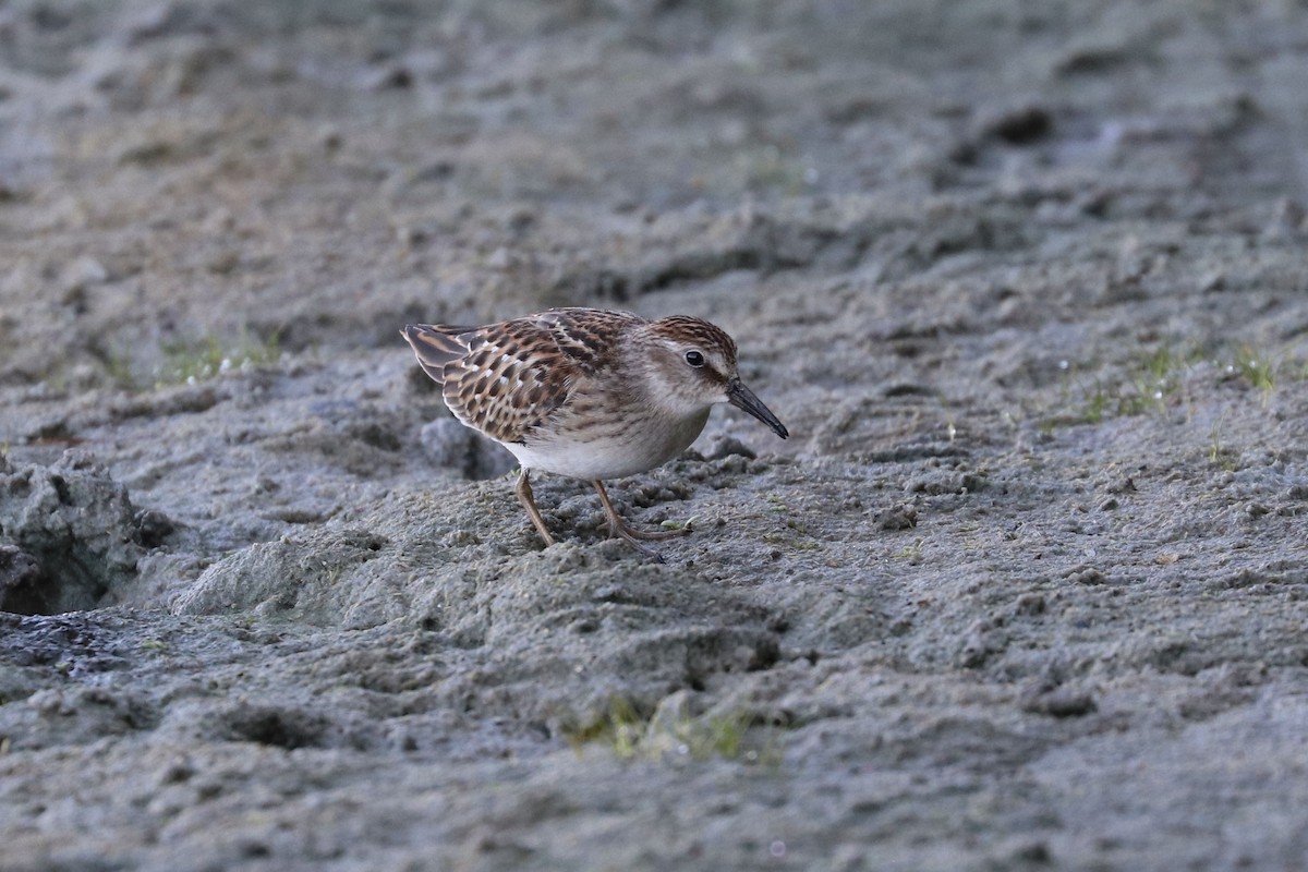 pygmésnipe - ML642085224