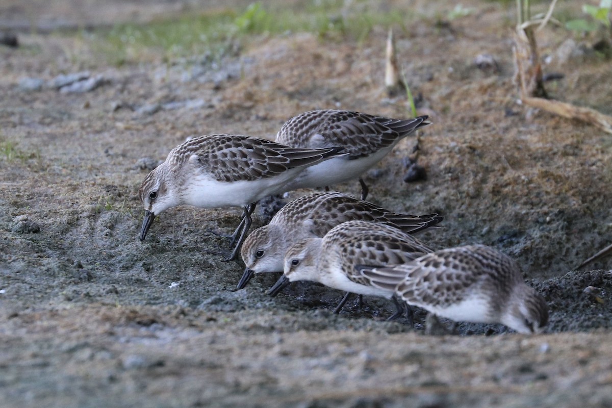 sandsnipe - ML642085228