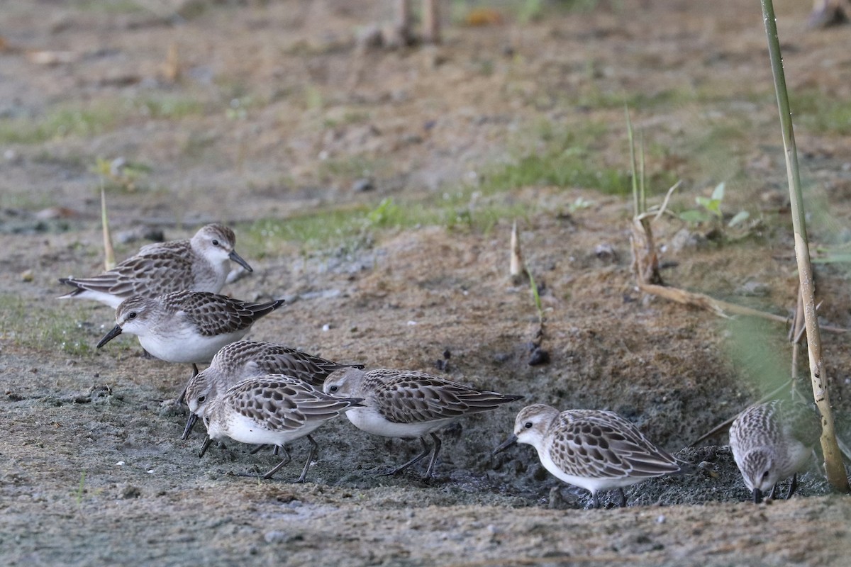sandsnipe - ML642085229