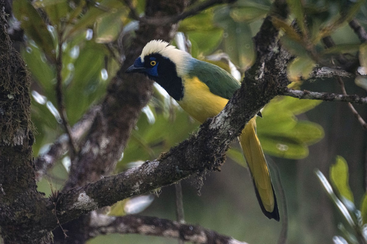 Green Jay - ML642085233