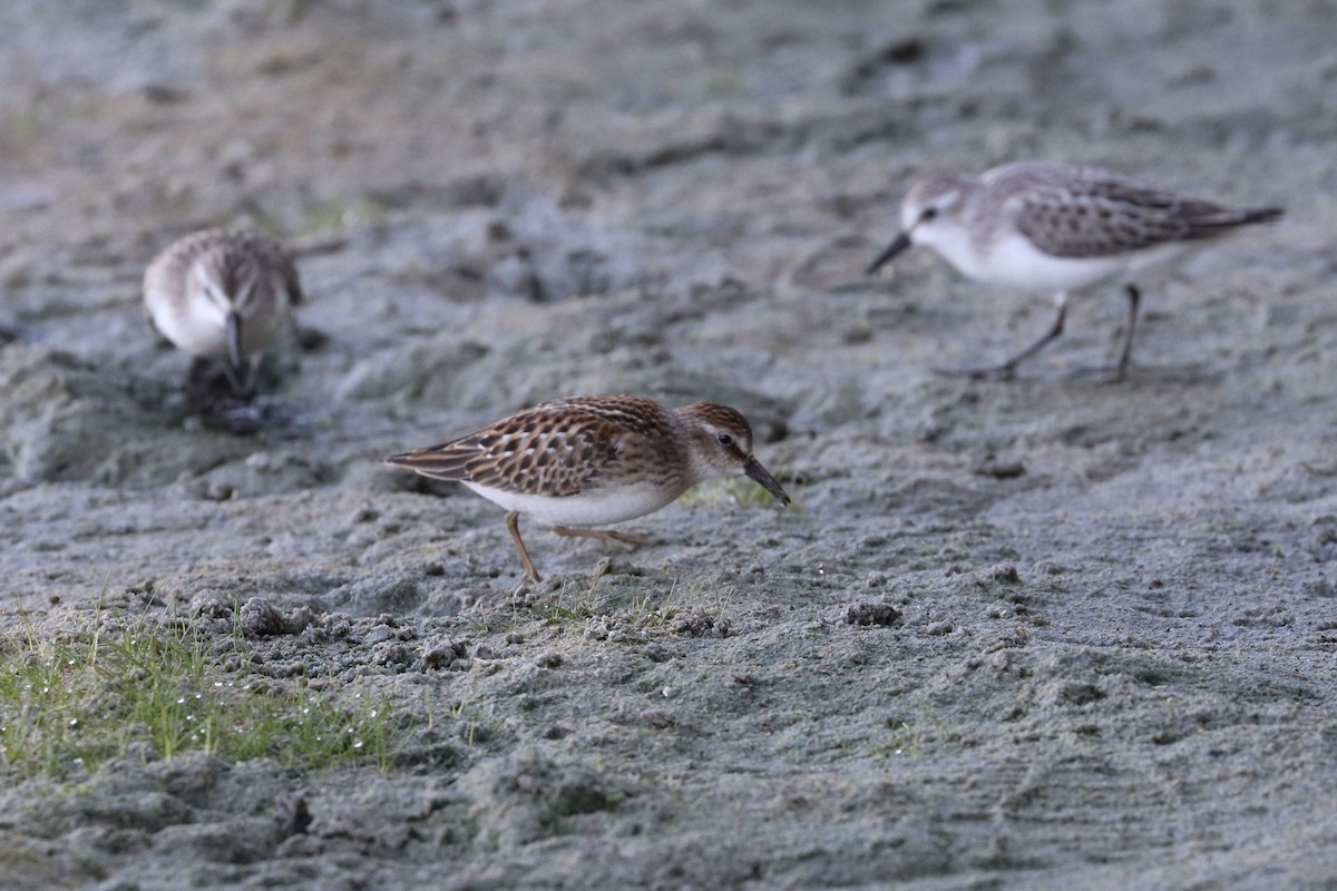 pygmésnipe - ML642085234