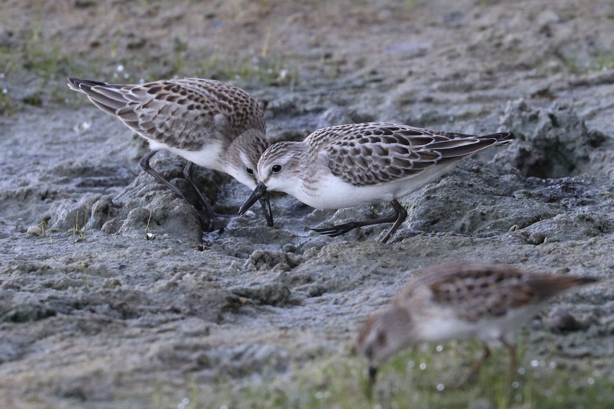 sandsnipe - ML642085237