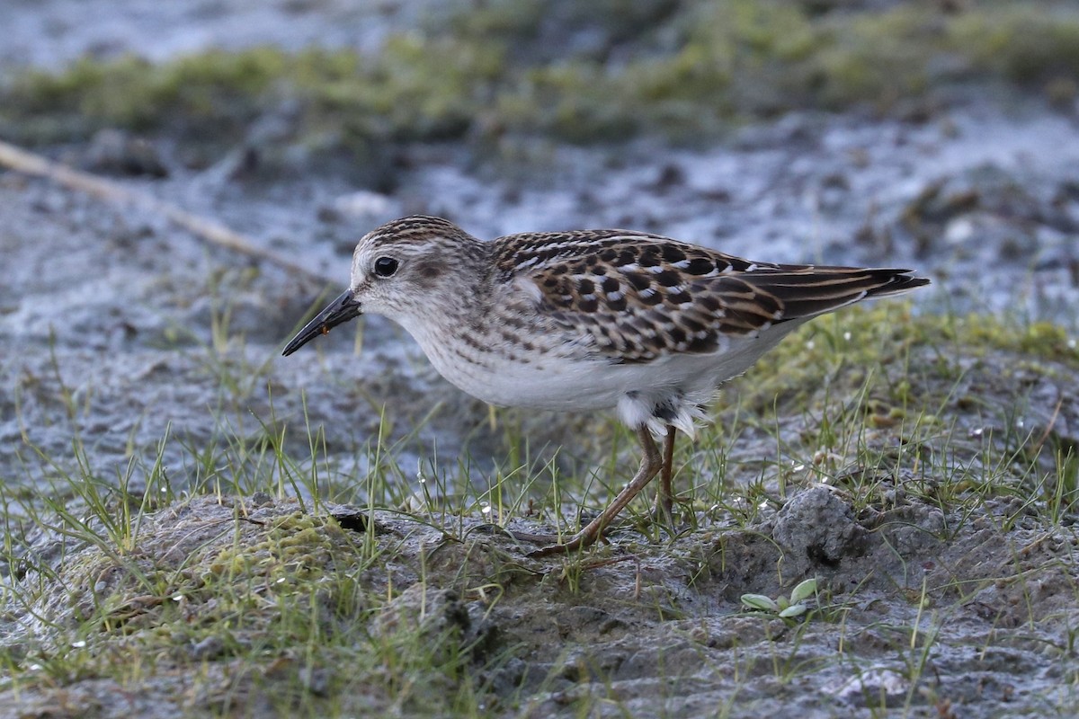pygmésnipe - ML642085238