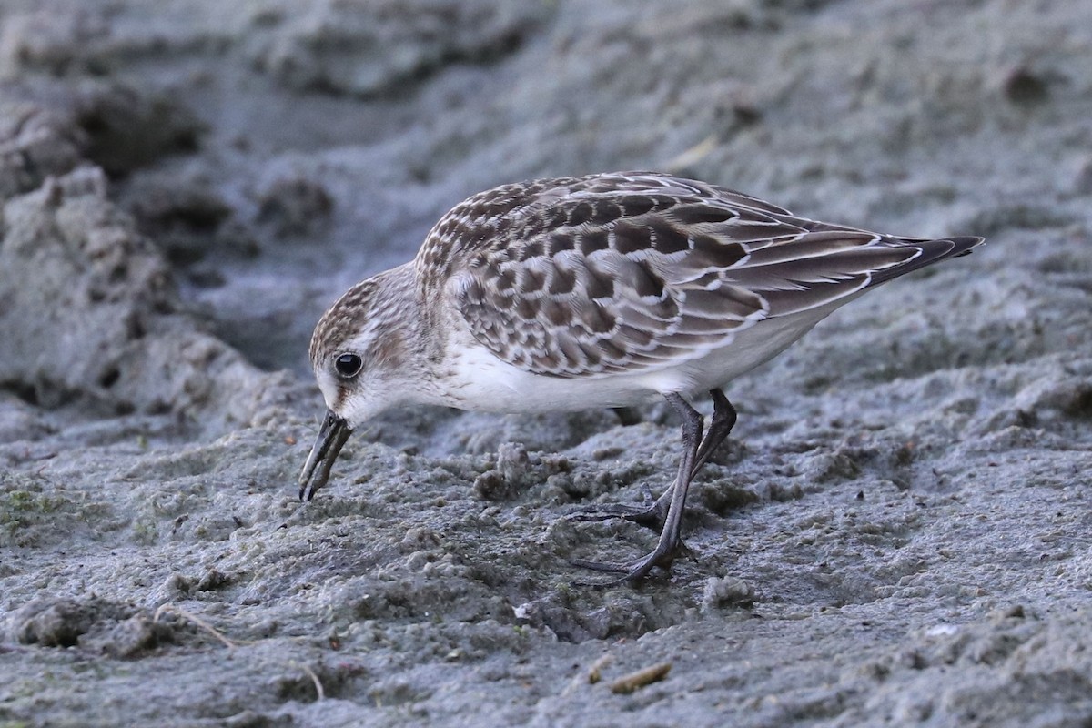 sandsnipe - ML642085252