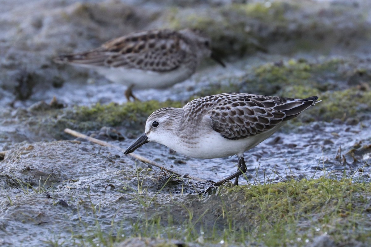 sandsnipe - ML642085253