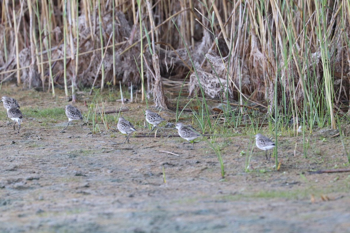 sandsnipe - ML642085255